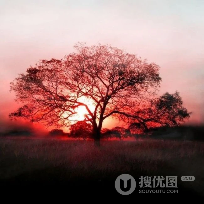 独树一帜 唯美壮观的景色美图，那颗树 美呆了