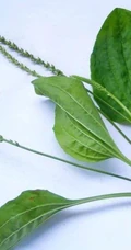 车前草图片-随处可见的利尿草本植物