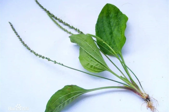 车前草图片-随处可见的利尿草本植物