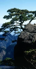 黄山最美唯青松，一组唯美青松图片分享
