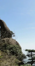 黄山最美唯青松，一组唯美青松图片分享