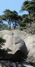 黄山最美唯青松，一组唯美青松图片分享