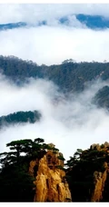 黄山最美唯青松，一组唯美青松图片分享