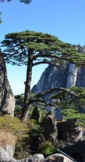黄山最美唯青松，一组唯美青松图片分享