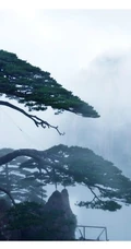 黄山最美唯青松，一组唯美青松图片分享