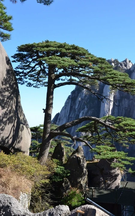 黄山最美唯青松，一组唯美青松图片分享