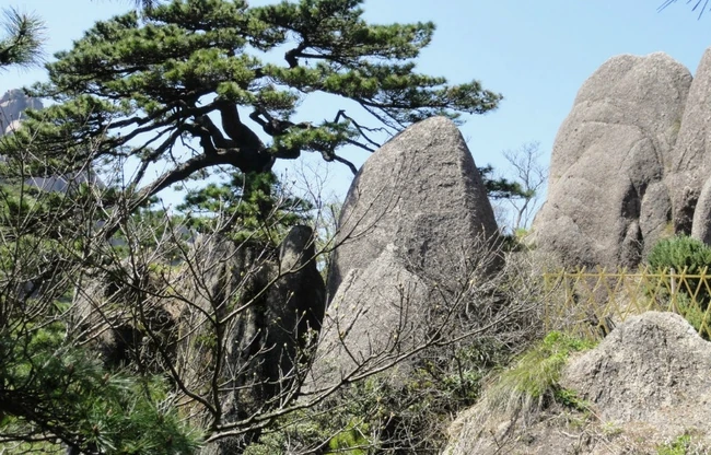 黄山最美唯青松，一组唯美青松图片分享