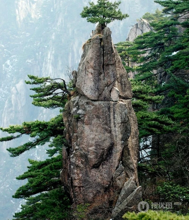 黄山最美唯青松，一组唯美青松图片分享