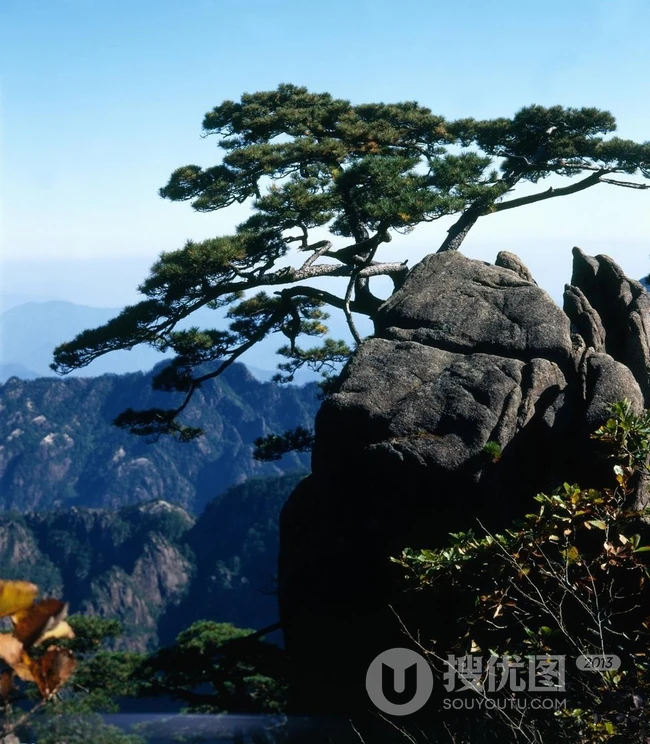 黄山最美唯青松，一组唯美青松图片分享