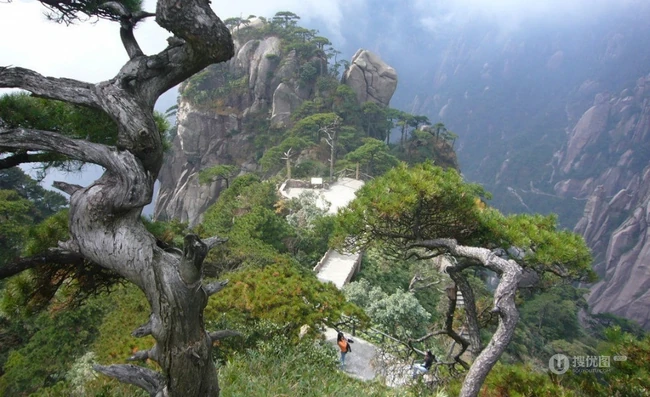 黄山最美唯青松，一组唯美青松图片分享