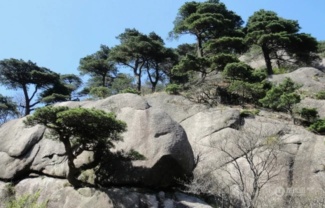 黄山最美唯青松，一组唯美青松图片分享