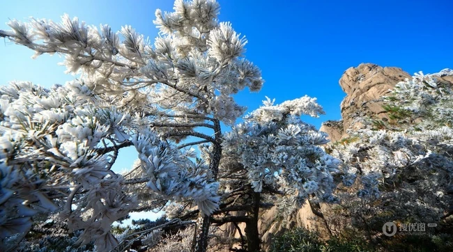 黄山最美唯青松，一组唯美青松图片分享