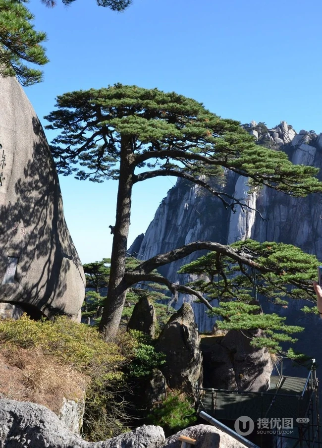 黄山最美唯青松，一组唯美青松图片分享