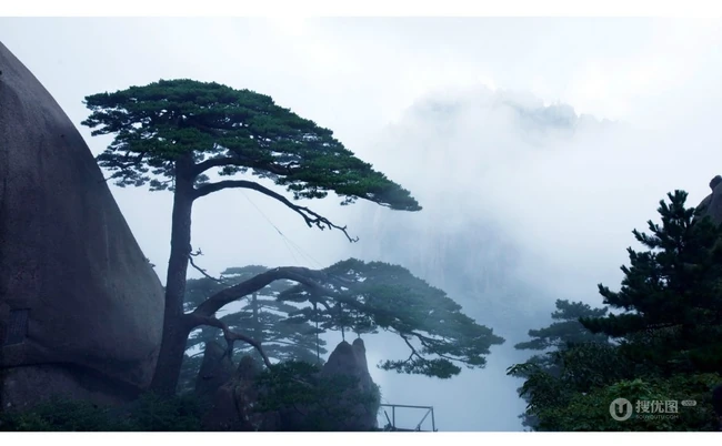 黄山最美唯青松，一组唯美青松图片分享