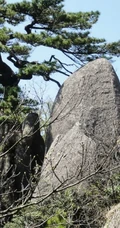黄山最美唯青松，一组唯美青松图片分享