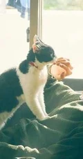 日本帅哥福士苍汰日常逗猫生活照片