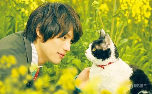 日本帅哥福士苍汰日常逗猫生活照片