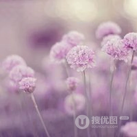 唯美花卉花朵微信头像图集，各种美丽的花清新自然