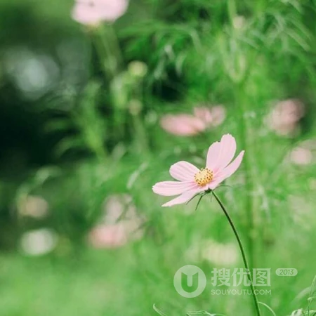 清新唯美的花花草草风景微信头像，清凉解暑的感觉