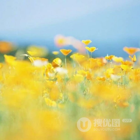 清新唯美的花花草草风景微信头像，清凉解暑的感觉