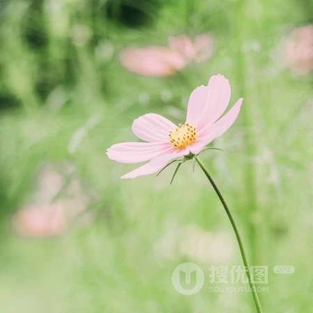 清新唯美的花花草草风景微信头像，清凉解暑的感觉