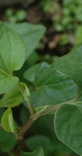 鱼腥草图片，鱼腥草（狗心草、折耳根、狗点耳）唯美高清图片