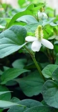 鱼腥草图片，鱼腥草（狗心草、折耳根、狗点耳）唯美高清图片