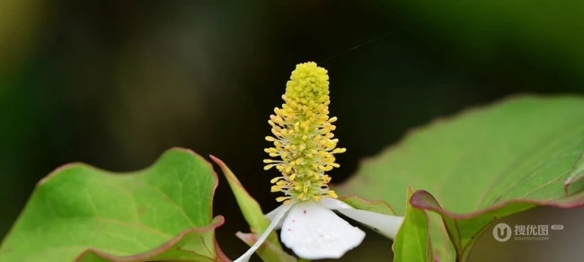 鱼腥草图片，鱼腥草（狗心草、折耳根、狗点耳）唯美高清图片