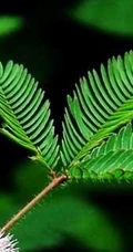 含羞草图片-有趣的植物含羞草好看图片