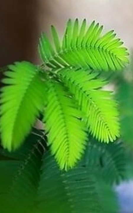 含羞草图片-有趣的植物含羞草好看图片