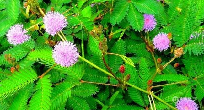 含羞草图片-有趣的植物含羞草好看图片