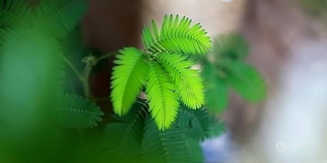 含羞草图片-有趣的植物含羞草好看图片