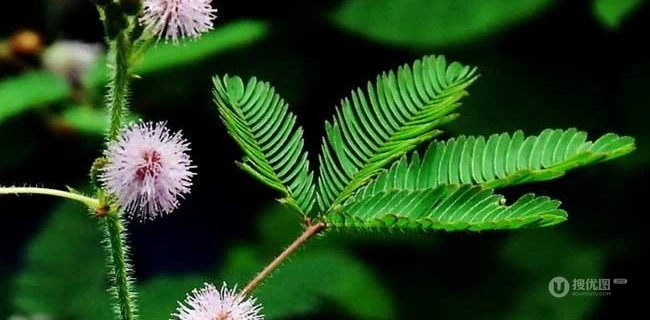 含羞草图片-有趣的植物含羞草好看图片