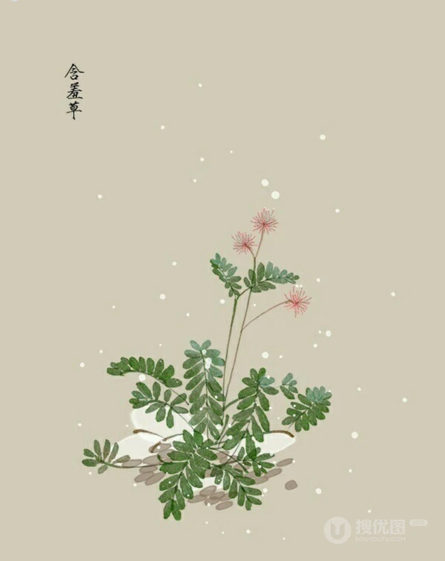 含羞草图片-有趣的植物含羞草好看图片