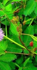 含羞草图片-有趣的植物含羞草好看图片