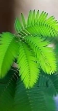 含羞草图片-有趣的植物含羞草好看图片