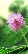 含羞草图片，含羞草植物花卉叶子唯美图片