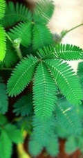 含羞草图片，含羞草植物花卉叶子唯美图片