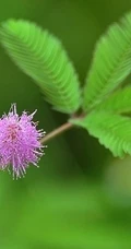 含羞草图片，含羞草植物花卉叶子唯美图片