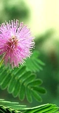 含羞草图片，含羞草植物花卉叶子唯美图片
