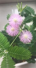 含羞草图片，含羞草植物花卉叶子唯美图片