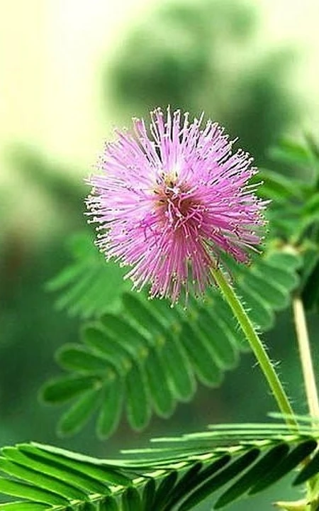 含羞草图片，含羞草植物花卉叶子唯美图片