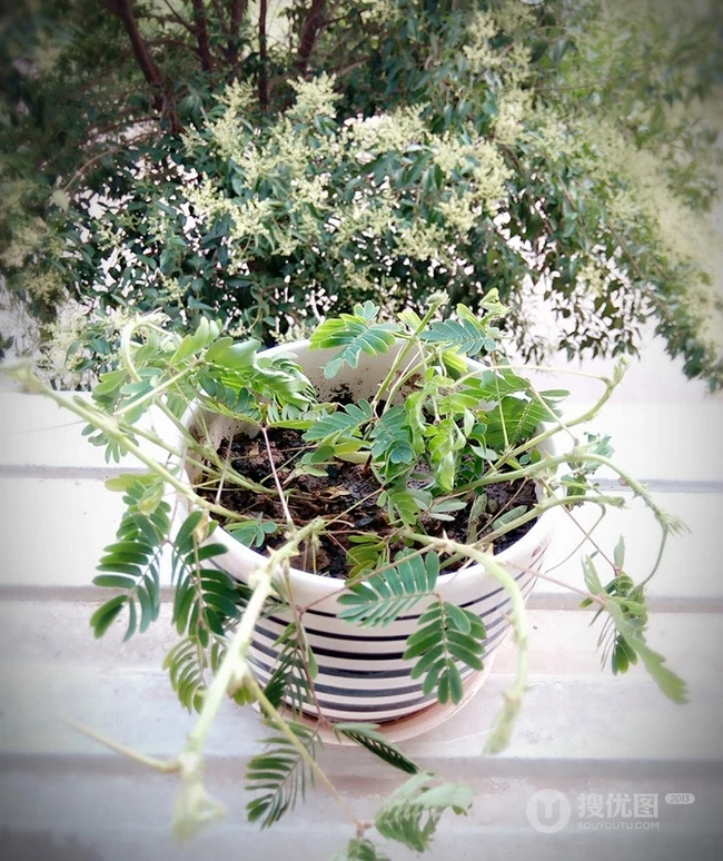 含羞草图片，含羞草植物花卉叶子唯美图片