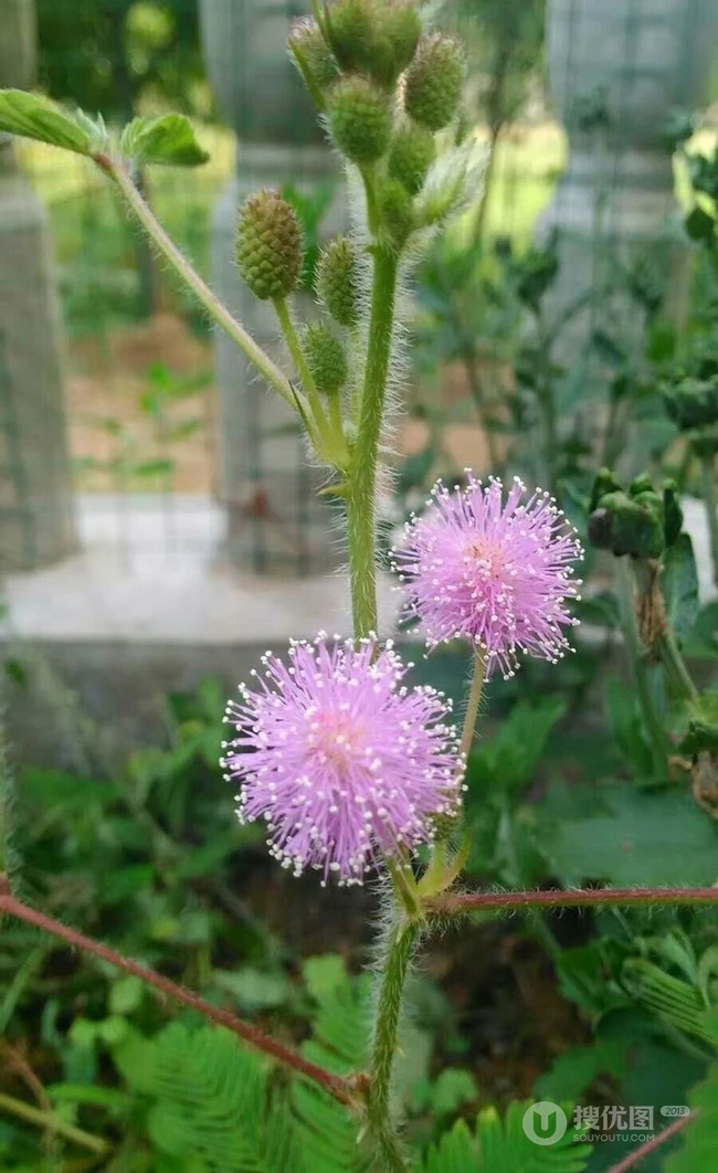 含羞草图片，含羞草植物花卉叶子唯美图片