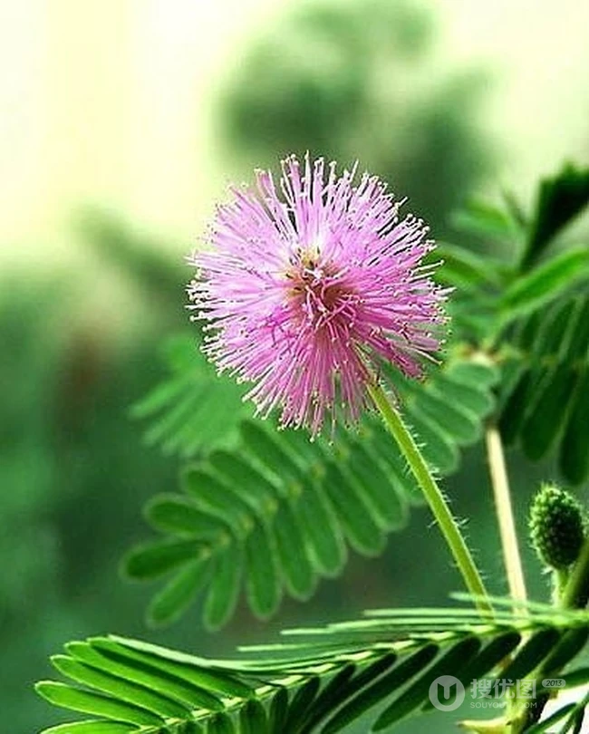 含羞草图片，含羞草植物花卉叶子唯美图片