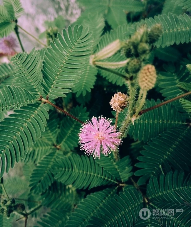 含羞草图片，含羞草植物花卉叶子唯美图片