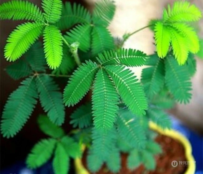含羞草图片，含羞草植物花卉叶子唯美图片