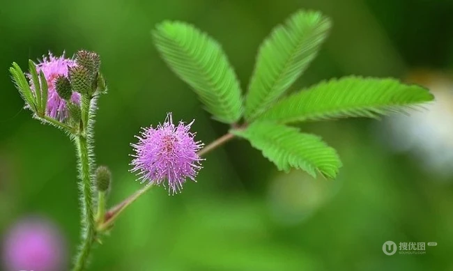 含羞草图片，含羞草植物花卉叶子唯美图片