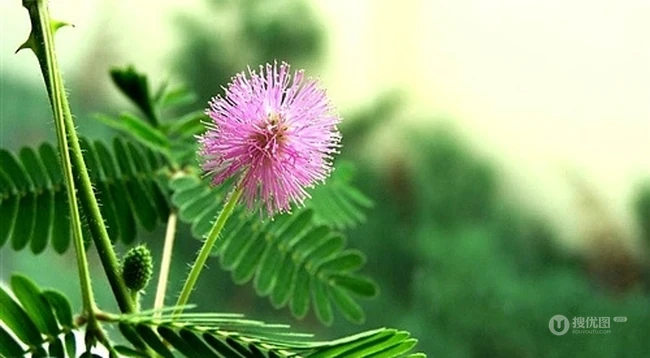 含羞草图片，含羞草植物花卉叶子唯美图片