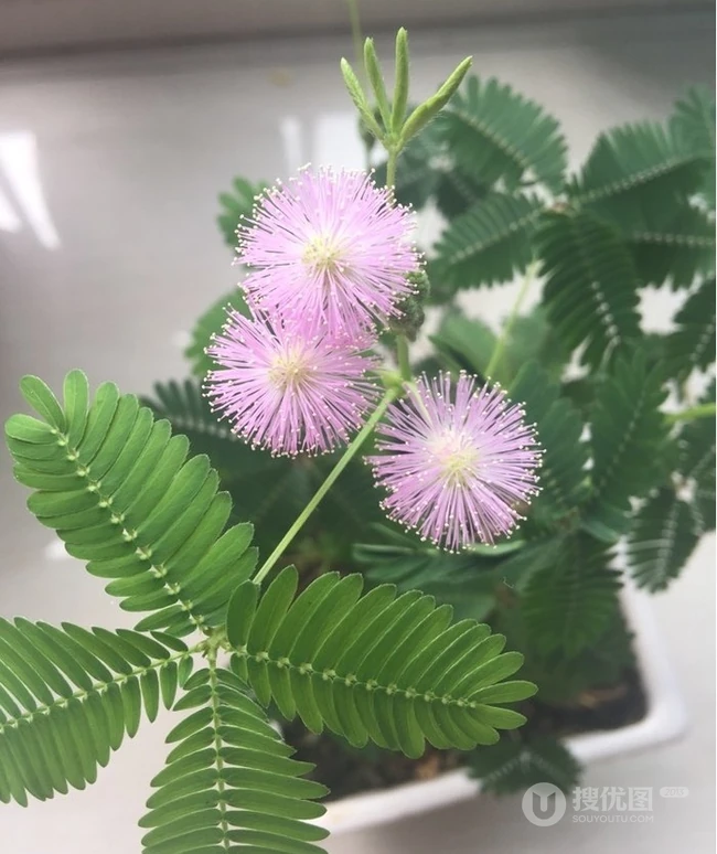 含羞草图片，含羞草植物花卉叶子唯美图片